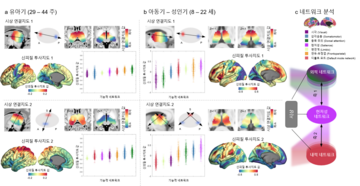 Decoding the Principle of Functional Brain Development: Thalamocortical Connectivity and the Formation of Functional Networks 사진