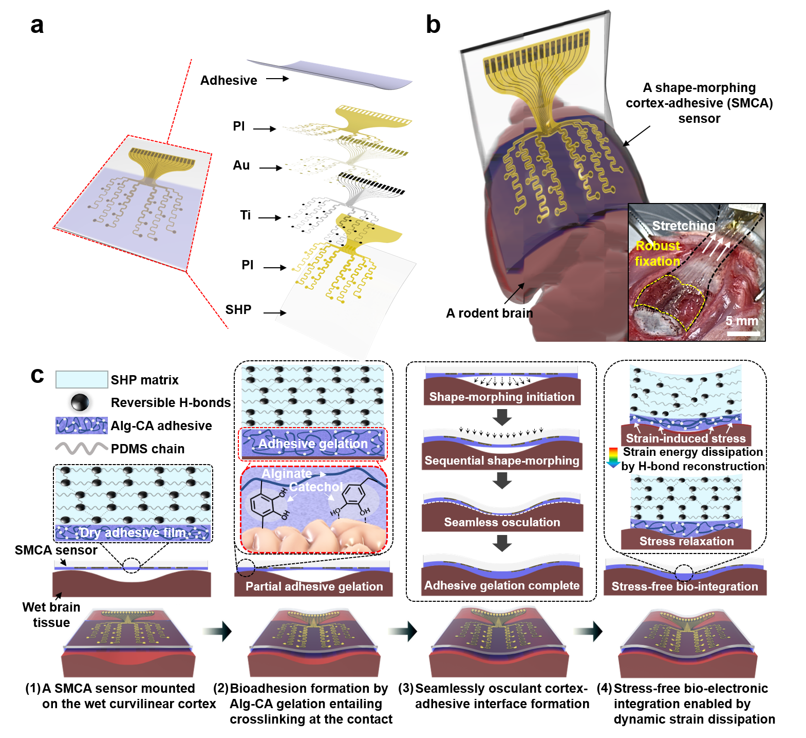 Adhesive Cortical Device Enables Artifact-Free Neuromodulation for Closed-loop Epilepsy Treatment 이미지