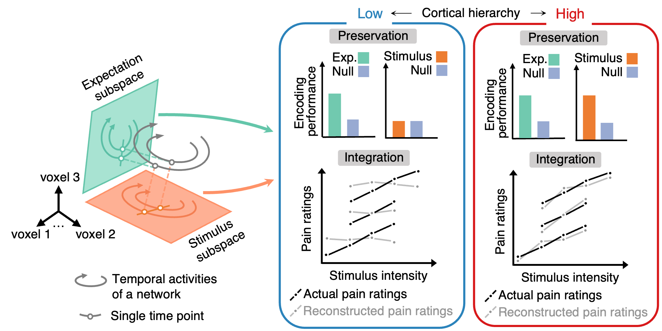 New Study Reveals How the Brain Integrates Pain Prediction and Stimuli 이미지