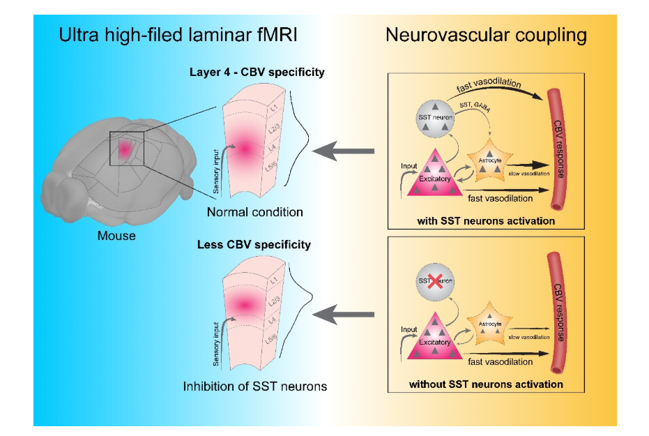 How the Brain Controls Its Blood Volume 사진