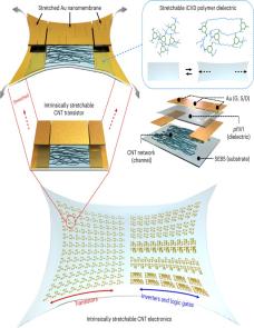 Vacuum-deposited stretchable polymer dielectric and its application to soft carbon nanotube electronics image