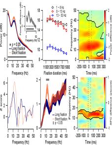The effect of temporal expectation on the correlations of frontal neural activity with alpha oscillation and sensory‑motor latency image
