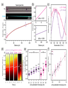 All-optical observation on activity-dependent nanoscale dynamics of myelinated axons image