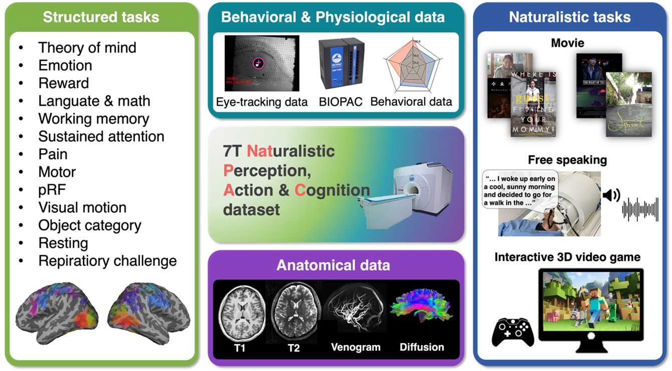 Large-scale 7T Human Neuroimaging Data: Naturalistic Perception, Action, and Cognition (NatPAC) Dataset