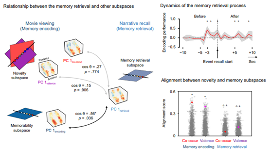 (2) Naturalistic Neuroscience (Collaborating with Won Mok Shim, Michael Seng-Bum Yoo)